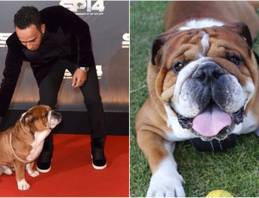Lewis Hamilton loves his dog so much that he had the pup’s sperm frozen