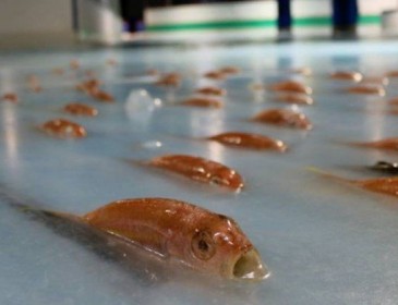 Japanese skating rink freezes 5,000 sea animals, closes after backlash