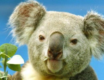 Baby koala found in woman’s bag during search