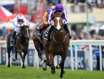 Minding named Horse of the Year