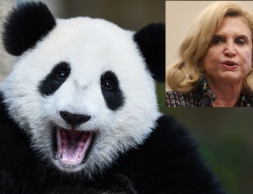 Carolyn Maloney is throwing a party — for pandas
