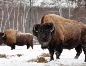 Cloning ancient extinct bison sounds like sci-fi, but scientists hope to succeed within years
