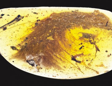 Dinosaur tail complete with feathers trapped in amber discovered at Myanmar marketplace