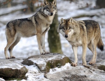 Wolves ‘at the door of Paris’ for the first time in 100 years