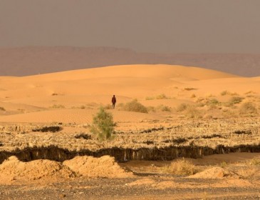 The Sahara Desert used to be lush and full of vegetation – researchers find clues to what killed it