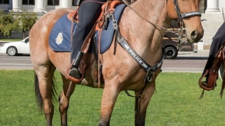 Denver police horse dies after officer forgot he was tied in stall without food or water