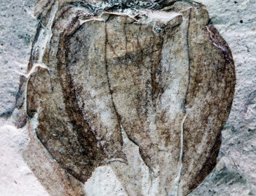 ‘Rare and exquisite’ 52-million-year-old fossil fruits discovered with papery skins still intact