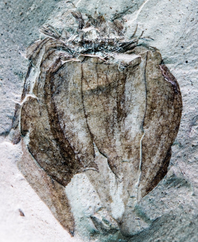 fossil-fruit