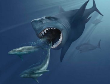 Megalodon might have gone extinct because of its weakness for tiny whales