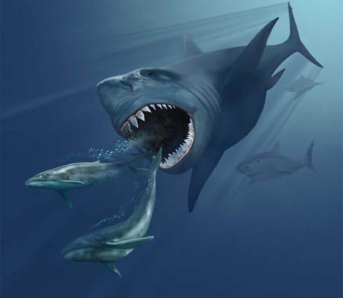 Megalodon might have gone extinct because of its weakness for tiny whales