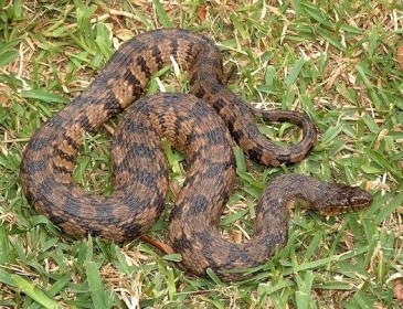 Змеиное логово в доме: жуткие фото нашествия опасных рептилий взорвали Сеть (Фото)