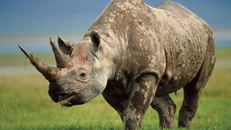 Зачем в зоопарке носорогам отрезают рога?