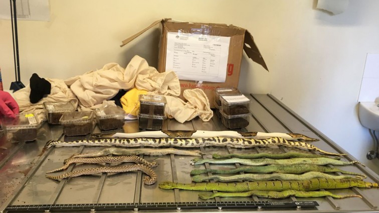 В Австрали обнаружили посылку с ядовитыми змеями и пауками (Фото)