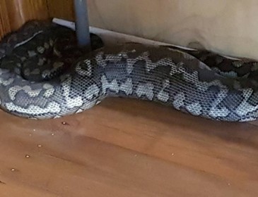 Шок! В Австралии гигантская змея провалила потолок и попала в дом(Фото)