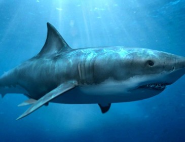 Огромная акула напала на женщину у побережья Калифорнии