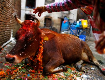 Что грозит за убийство коровы в Индии: Миф или реальность