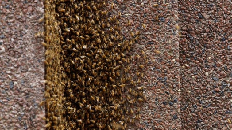 20 тысяч пчёл захватили офис в небоскребе на Манхэттене