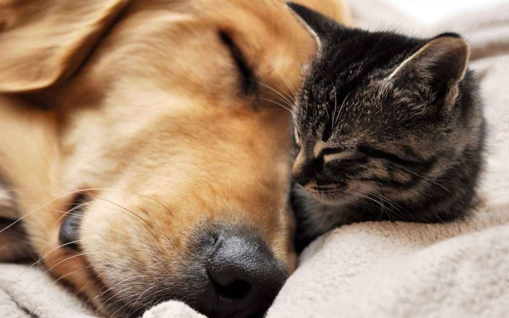 Animals___Cats_Cat_and_dog_sleeping_044350_-1 (1)
