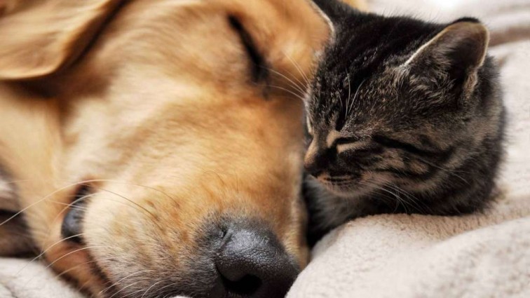 Собака и умирающая кошка: Эта история разобьет вам сердце!