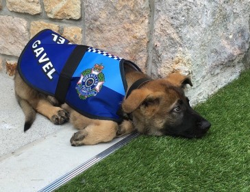 В Австралии пса исключилы из полицейской академии за чрезмерную доброту!