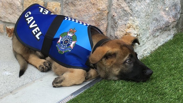 В Австралии пса исключилы из полицейской академии за чрезмерную доброту!