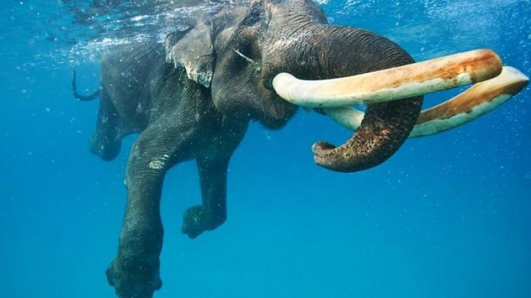 Утопающий слон поднял на ноги флот Шри-Ланки (ВИДЕО)