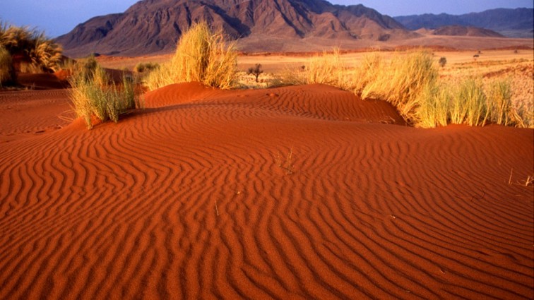 Необычное явление: самая сухая пустыня в мире зацвела