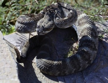 Смелая пенсионерка убила 11 ядовитых змей, которые заползли в ее дом