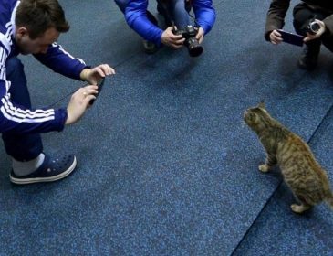 Фотограф показал котов такими, какими их не видел никто