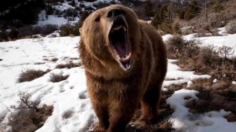 Срочно! Ужасный случай: В России медведь напал на детей. Есть погибшие!