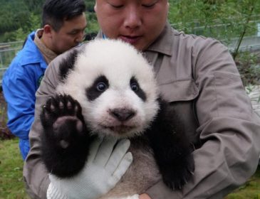 Милота зашкаливает: в китайском зверинце показали 36 новорожденных панд