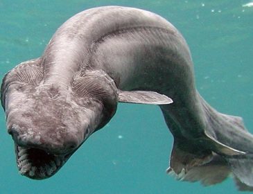 Кошмарную доисторическую акулу поймали в Португалии