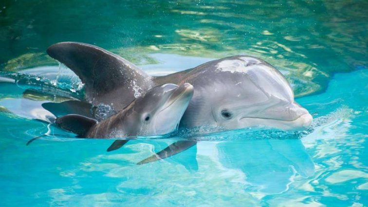 Ученые рассказали чему люди могут научиться у дельфинов