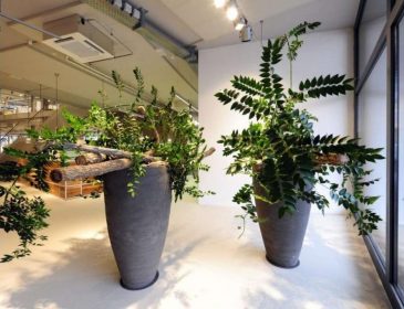 Лучшие комнатные растения для офиса