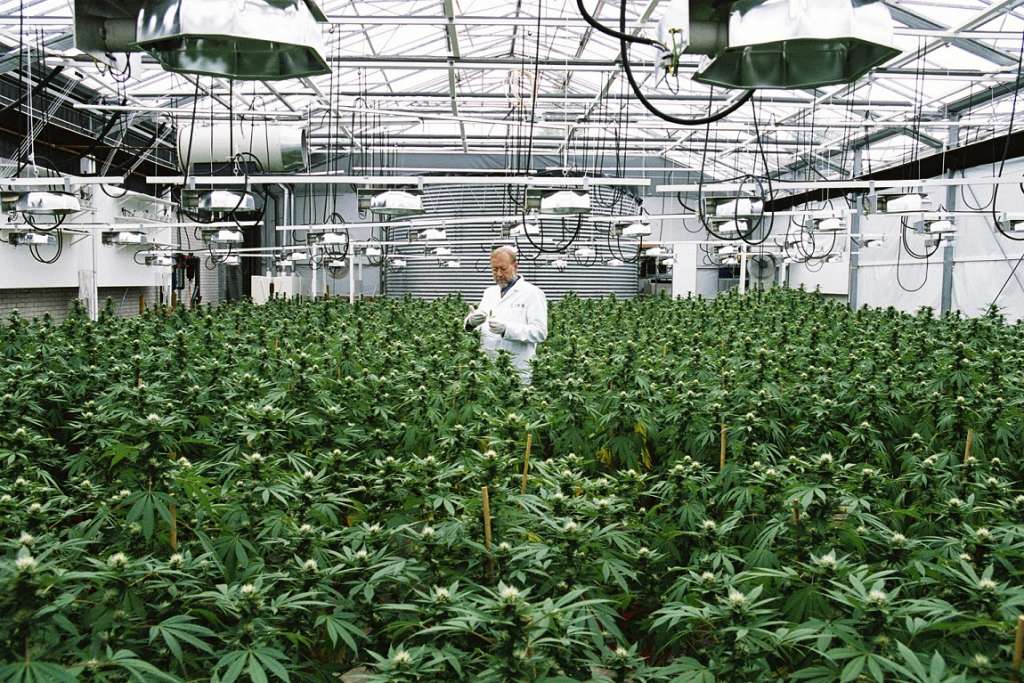 технология выращивания марихуаны на гидропонике