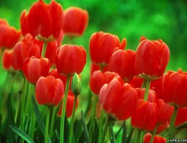 Настоящий цветочный рай: в Амстердаме раздали 200 тыс тюльпанов