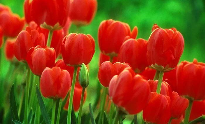 Настоящий цветочный рай: в Амстердаме раздали 200 тыс тюльпанов