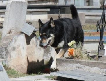 «Он провел 11 лет рядом с могилой хозяина»: трогательная история о собачьей верности