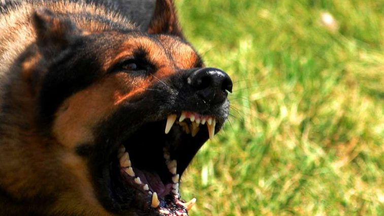 «На теле обнаружены рваные раны»: бродячие собаки загрызли жителя Подмосковья