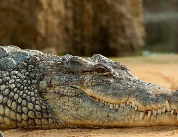 Крокодил съел священника во время крещения: узнайте подробности