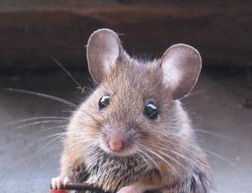 «Мыши съели!»: грызуны уничтожили банкноты на общую сумму более миллиона