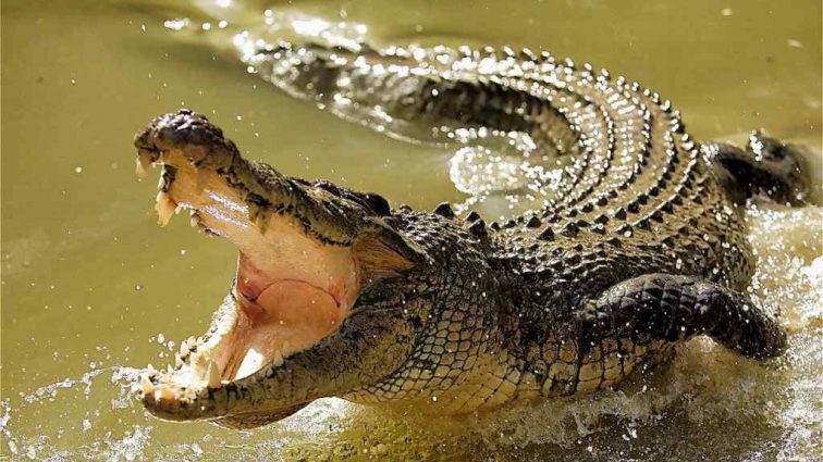 «Прыгнула в реку, чтобы спасти своего сына»: В Колорадо на маленького ребенка напал крокодил
