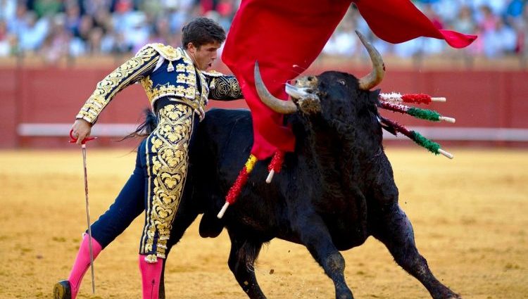 В Испании известный матадор потерял часть кожи на голове после столкновения с быком (видео)