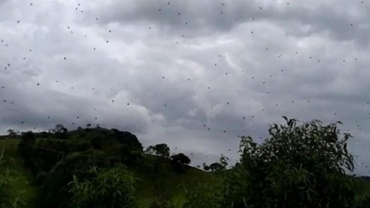 Жители напуганы: В Бразилии выпал дождь из тысяч пауков