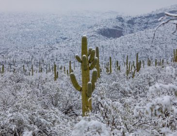 В пустыне Аризоны не перестает бушевать снег
