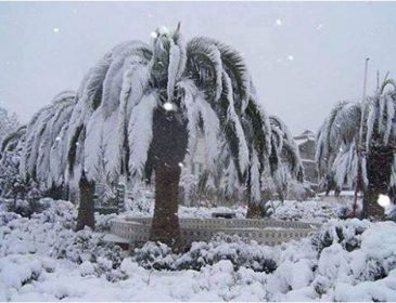 Пальмы в снегу: зима принесла сильные снегопады в жаркую Африку (ФОТО)