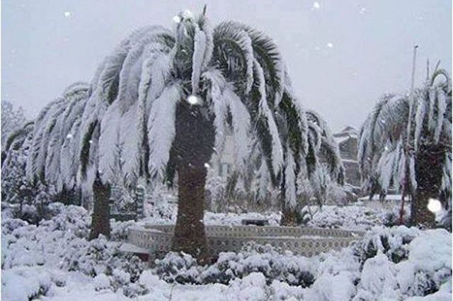 Пальмы в снегу: зима принесла сильные снегопады в жаркую Африку (ФОТО)