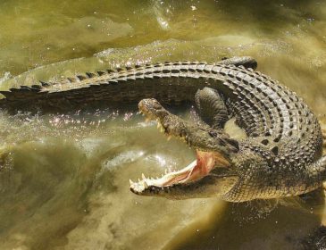 Отважный отец укусил крокодила, чтобы спасти из пасти хищника своего сына
